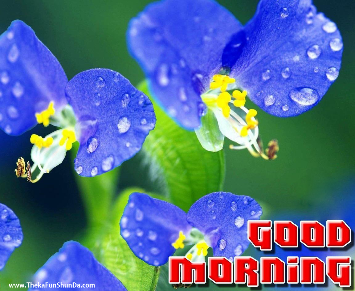 Good Morning