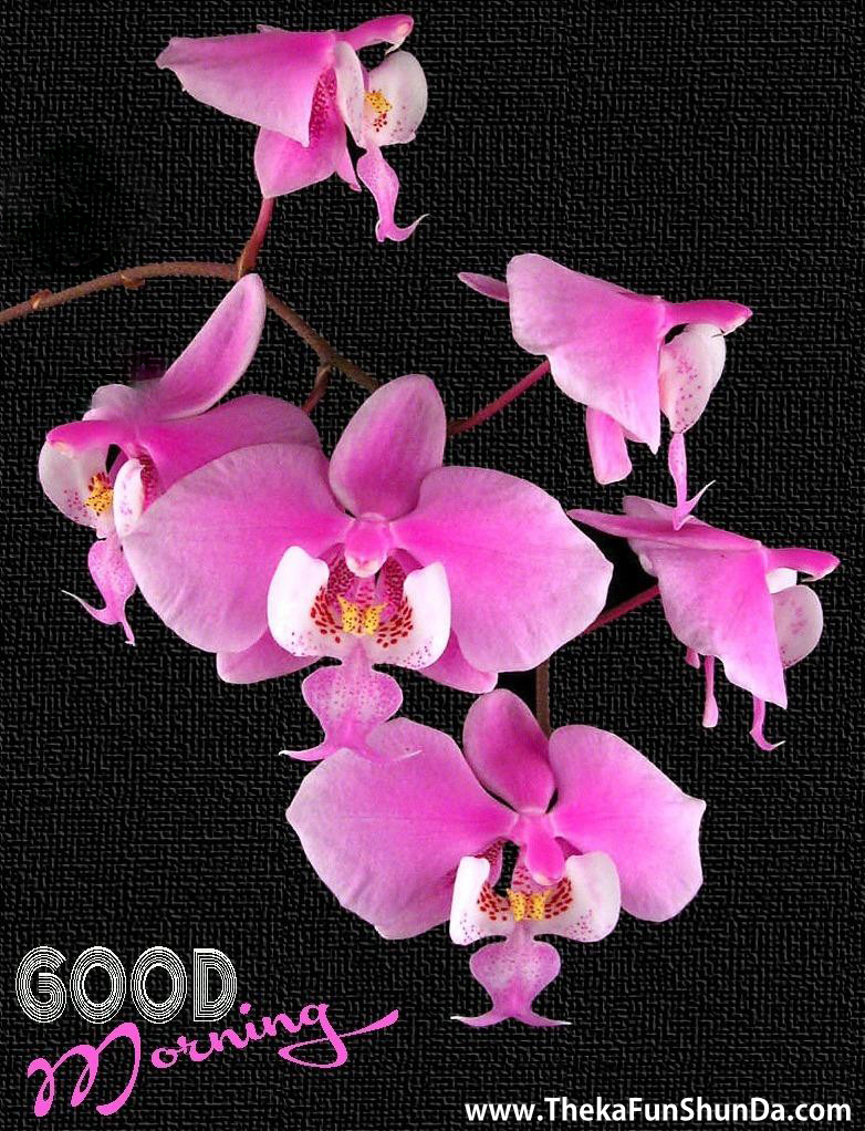 Good Morning