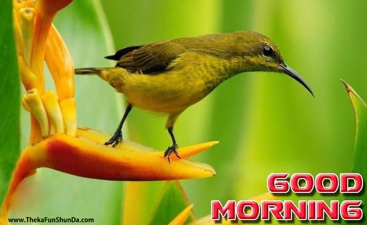 Good Morning