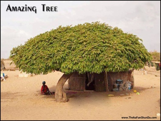 indian funny graphics