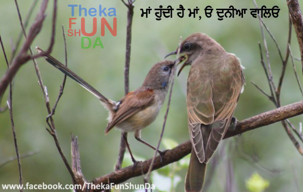 punjabi graphics