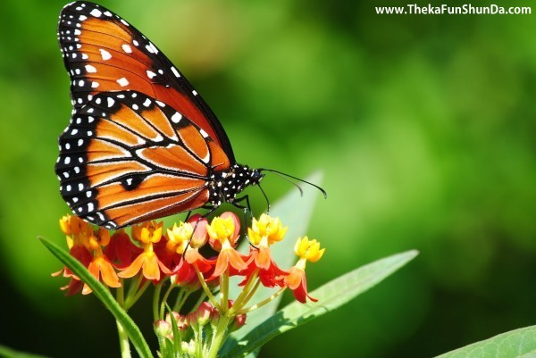 butterfly