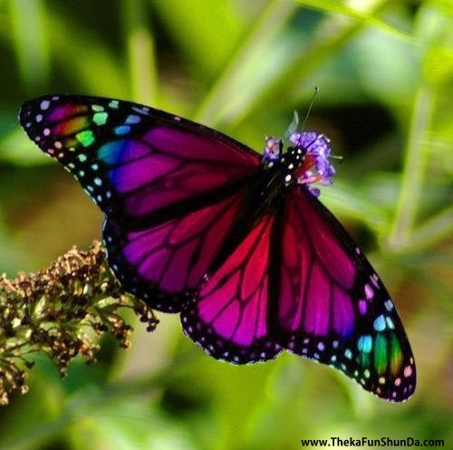 butterfly