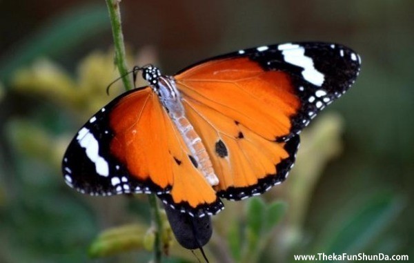 butterfly