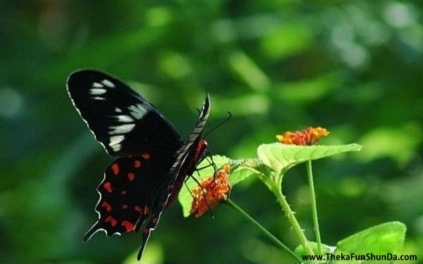 butterfly