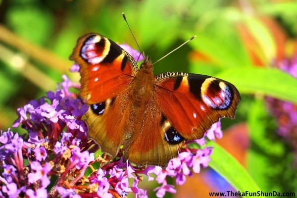 butterfly