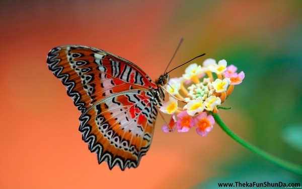 butterfly