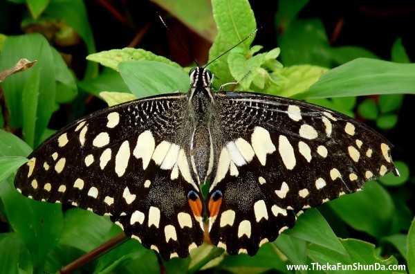 butterfly