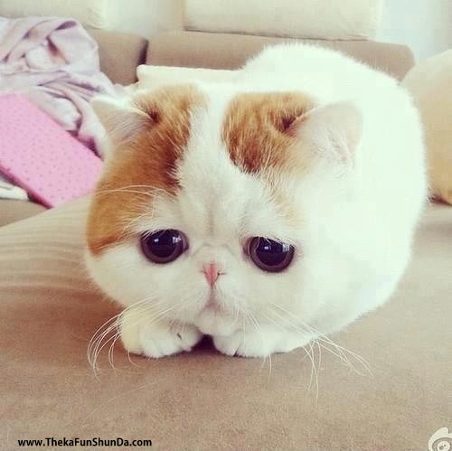 cute