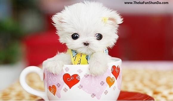 cute