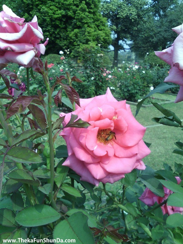 flowers