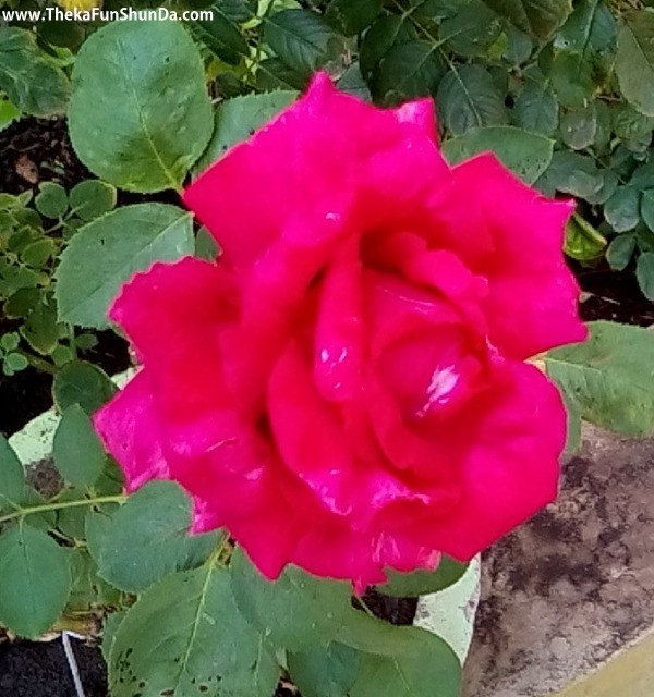 flowers