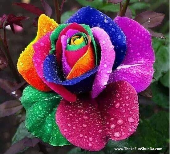 flowers