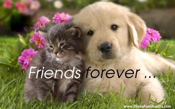 friends