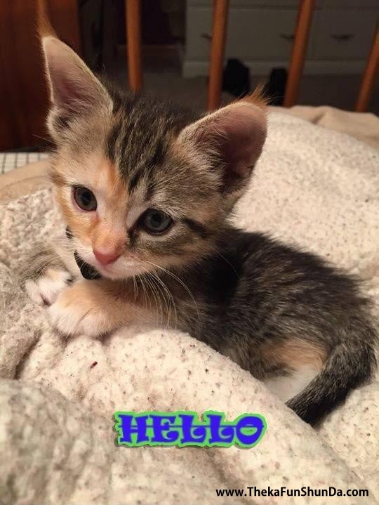 hello-hi