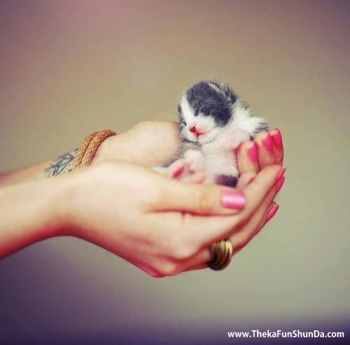 pets
