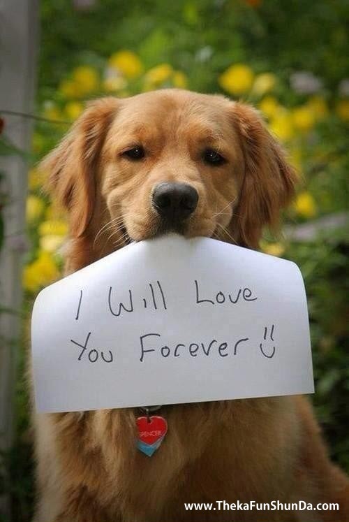 pets