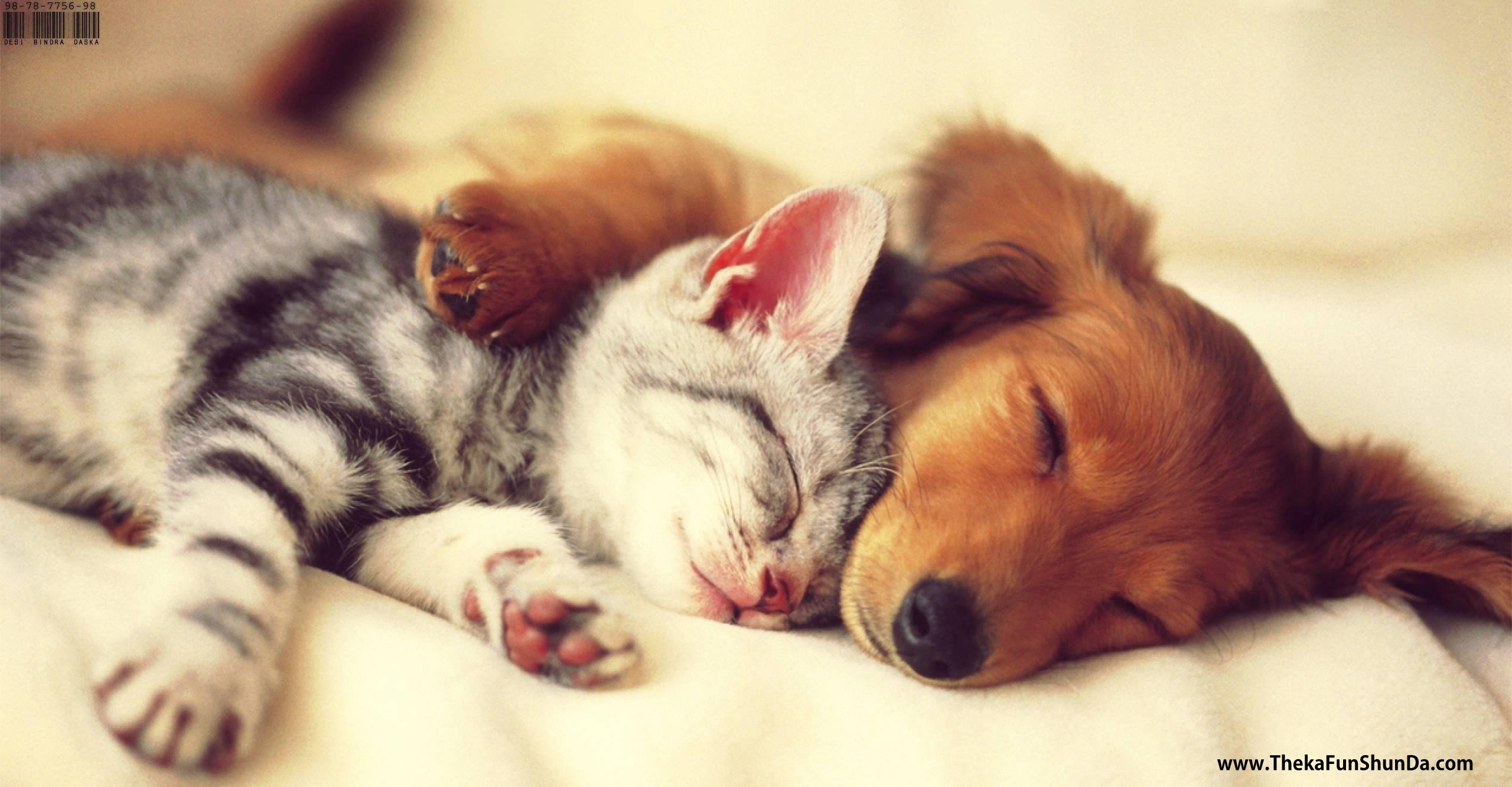pets
