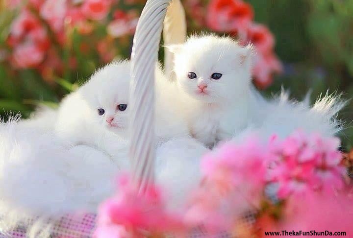 pets