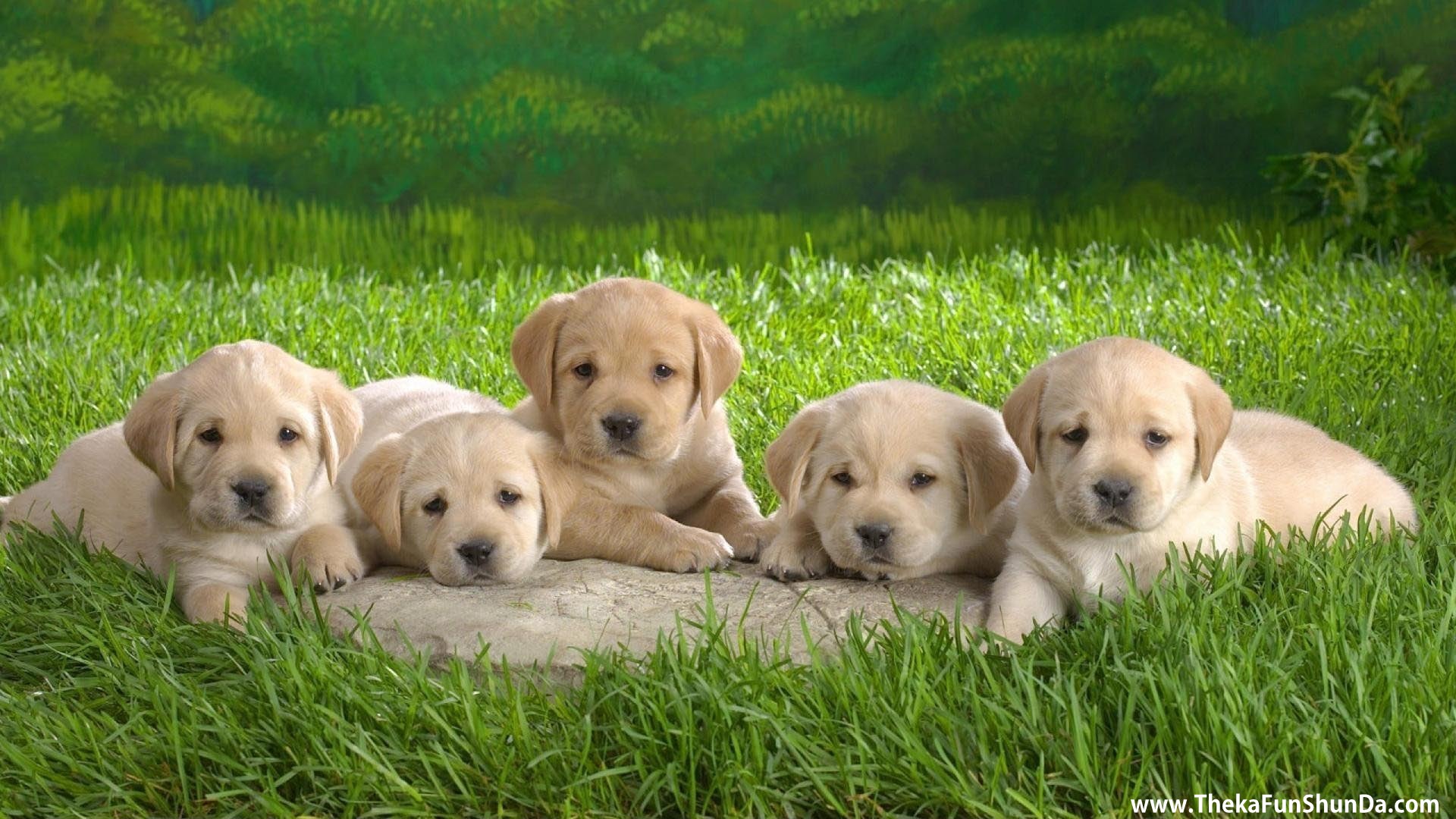 pets