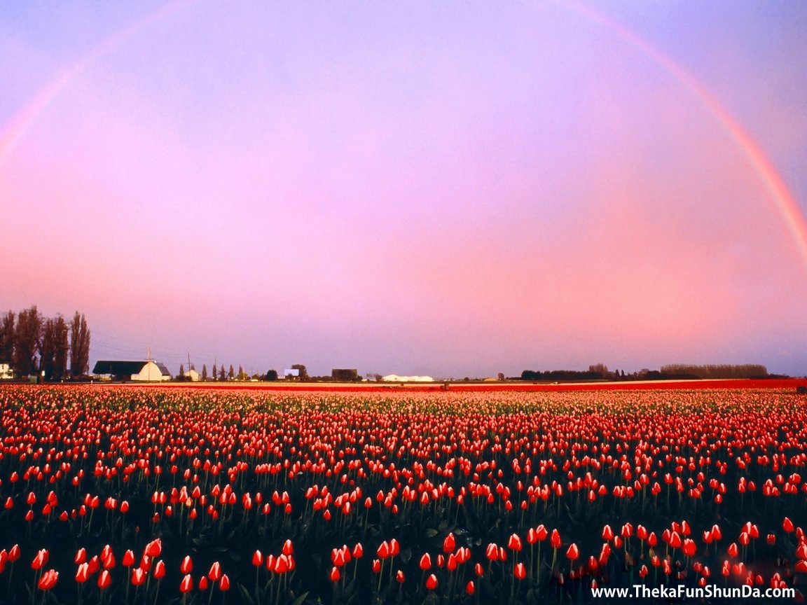 rainbows