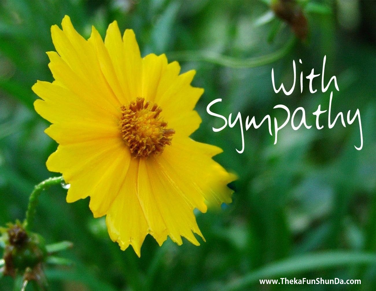 sympathy