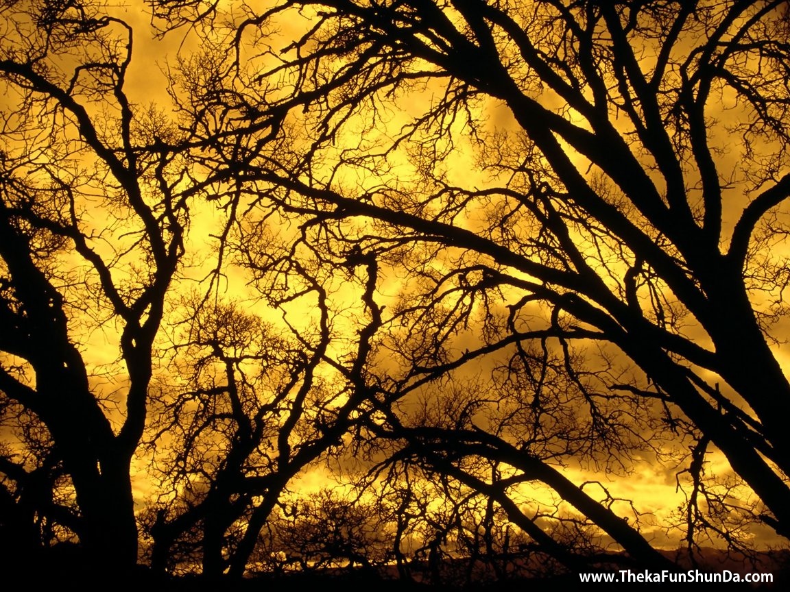 trees
