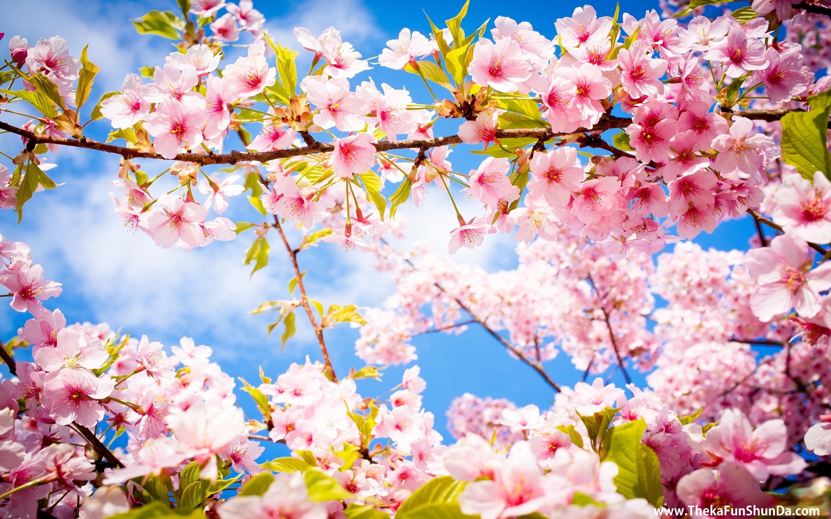 Spring Season