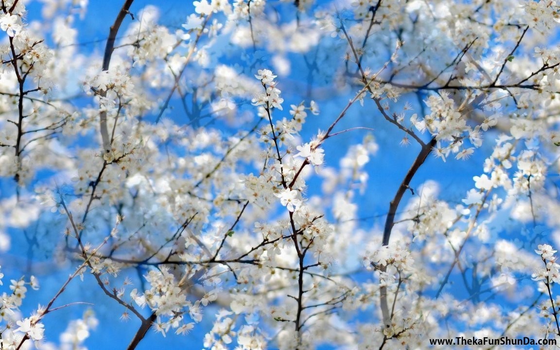 Spring Season