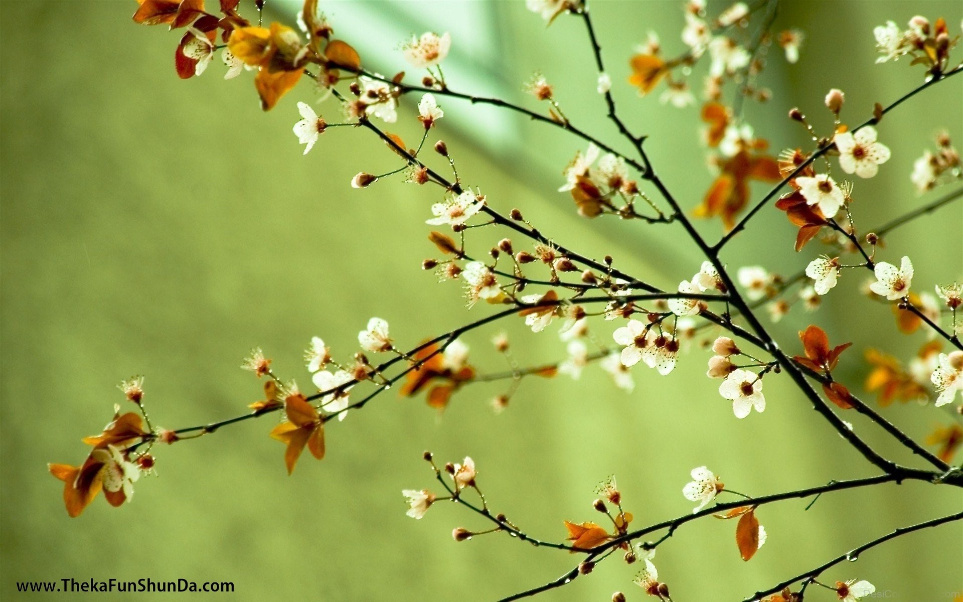 Spring Season
